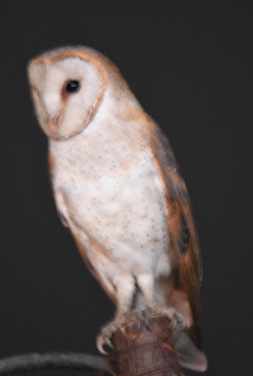 Barn Owl - Karthikeyan Ponnambalamoorthy