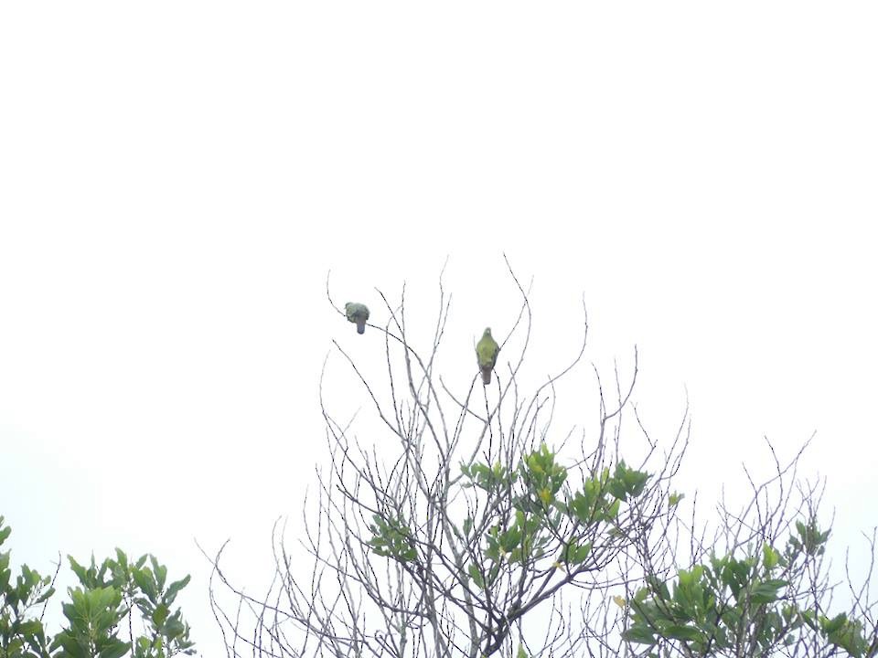 holub papouščí - ML48230691