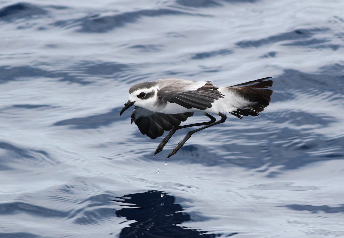 White-faced Storm-Petrel - ML482307251