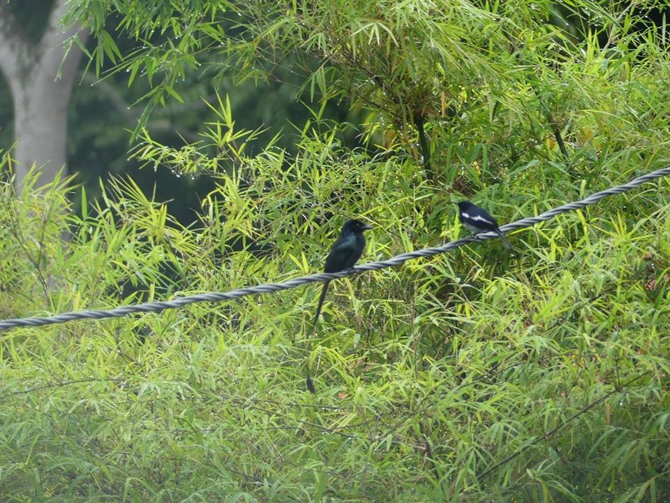 Greater Racket-tailed Drongo - ML48230771
