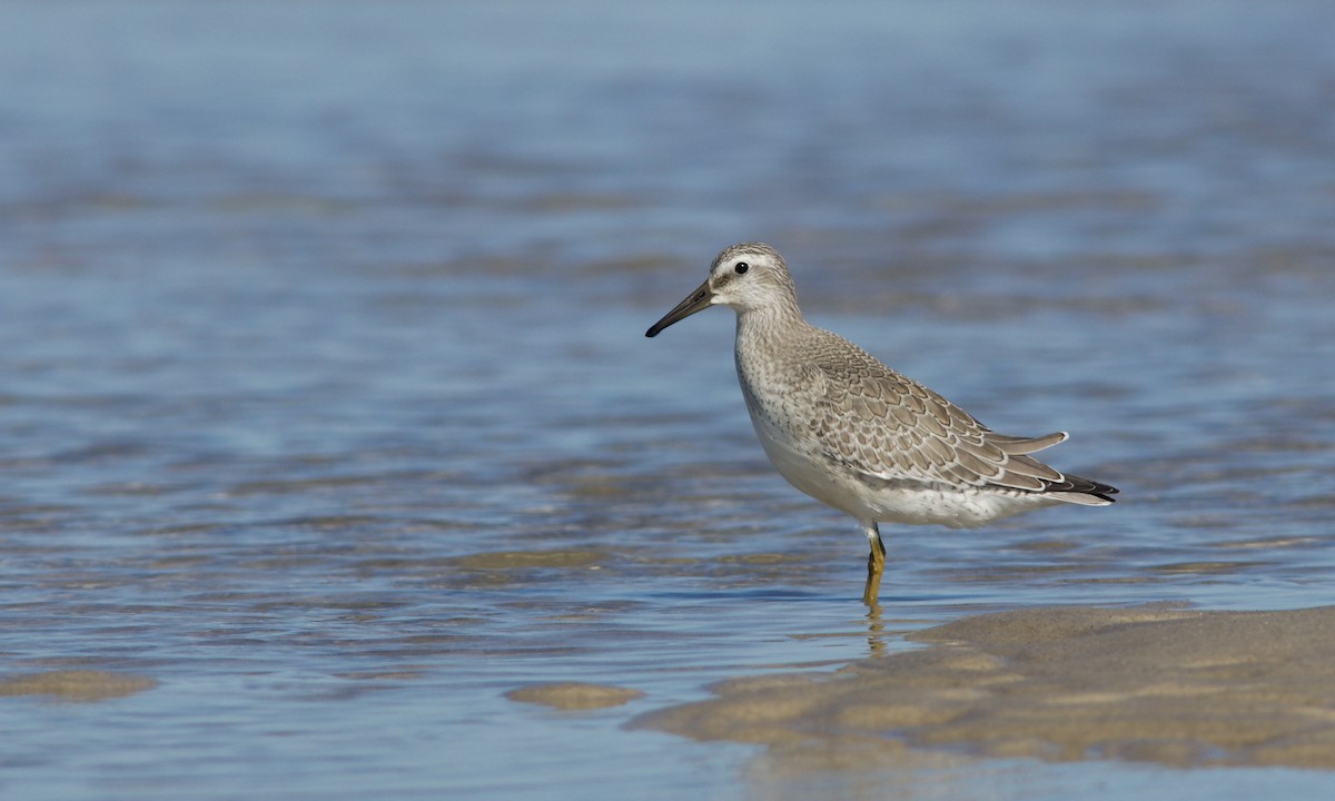 Red Knot - ML482309821