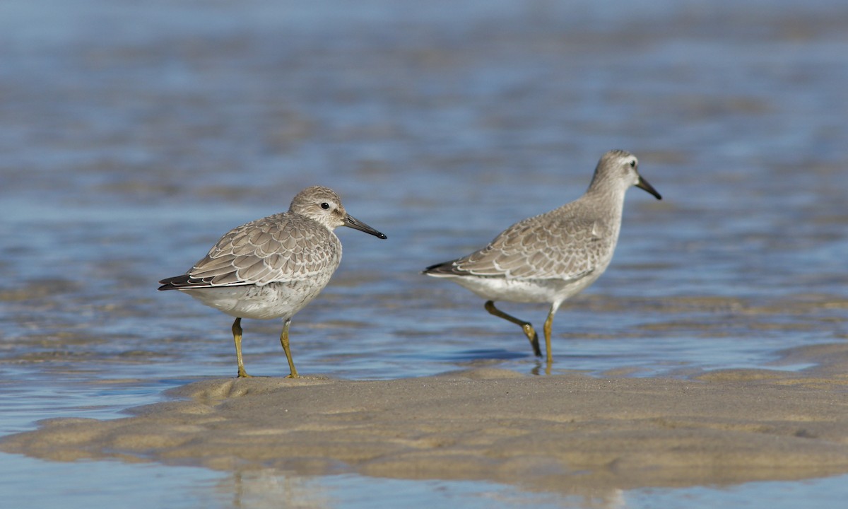 Red Knot - ML482309831