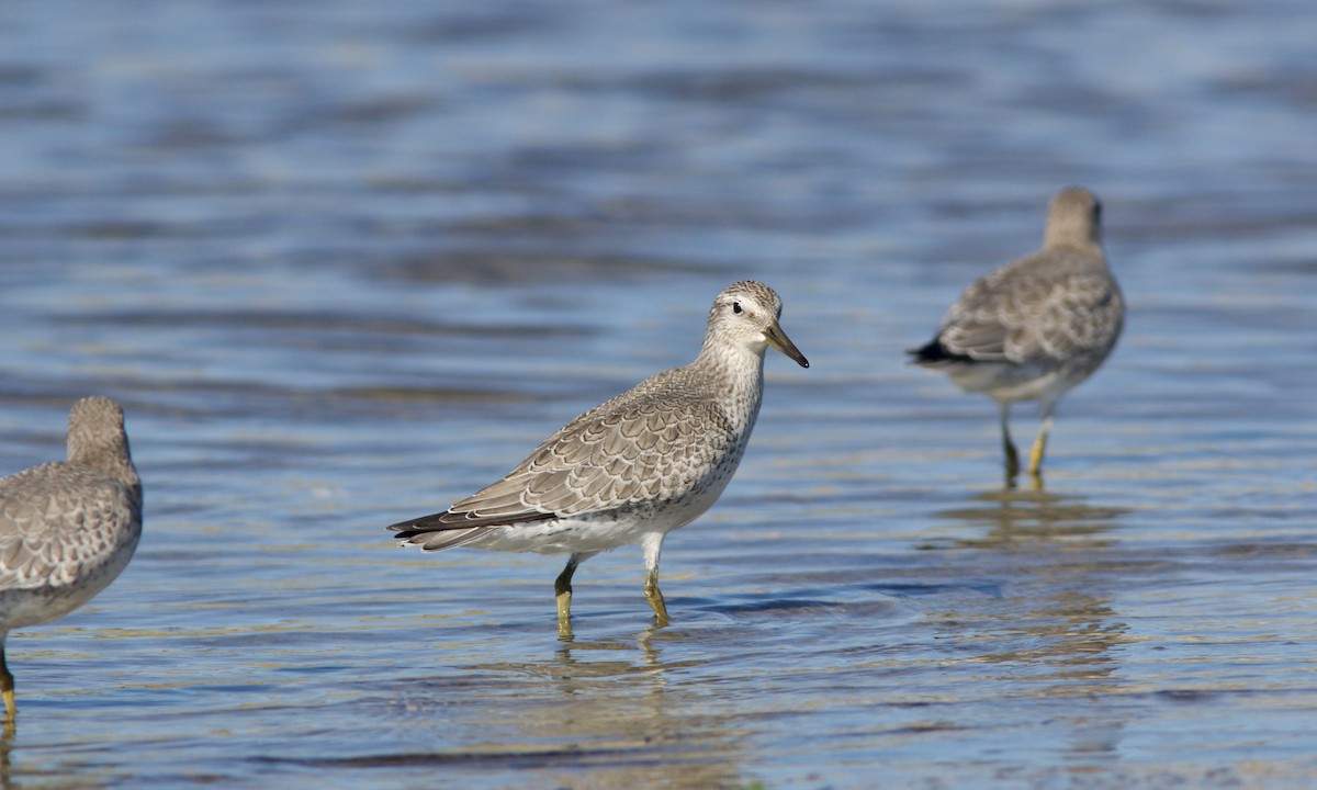 Red Knot - ML482309841