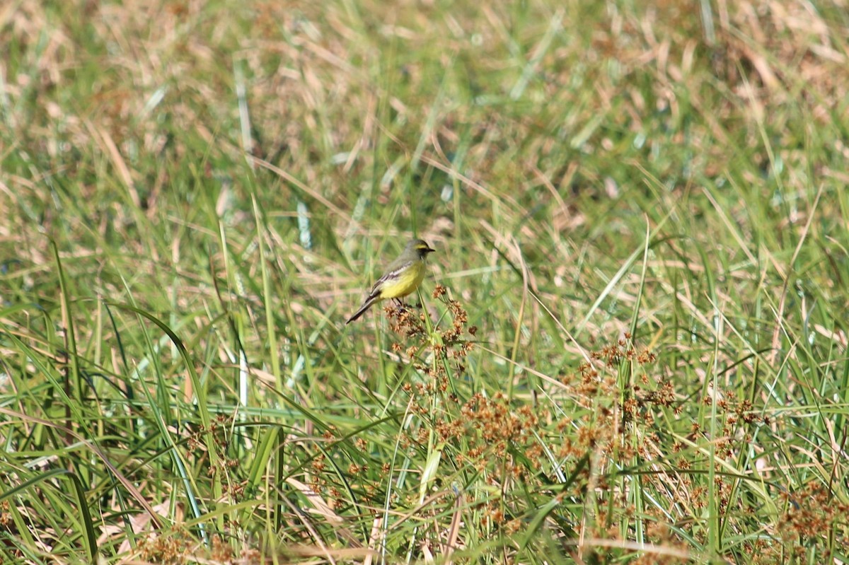 Yellow-browed Tyrant - Christopher Moser-Purdy