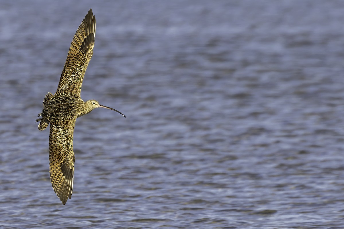 Long-billed Curlew - ML482312131