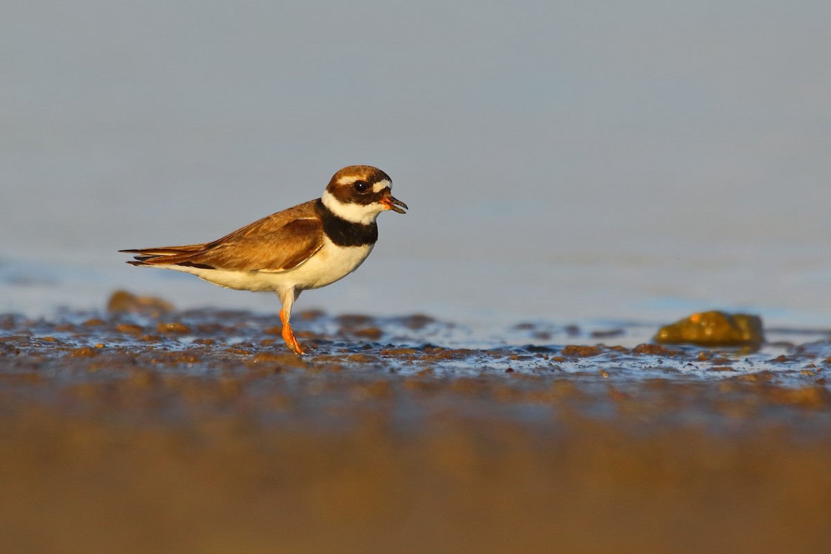 Common Ringed Plover - ML482317891
