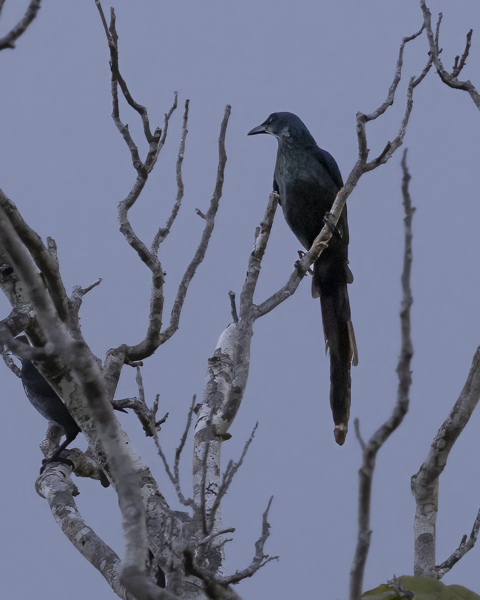 Long-tailed Starling - ML482318381