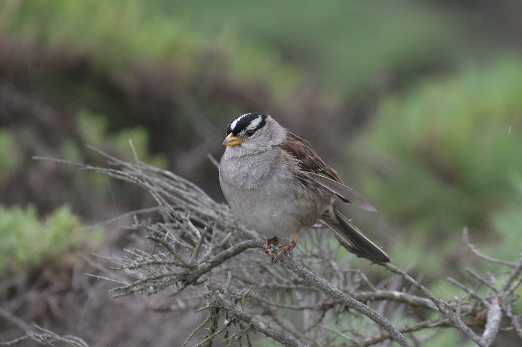 White-crowned Sparrow - ML48231861