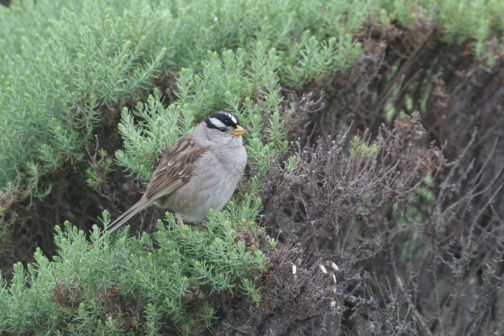 White-crowned Sparrow - ML48231871