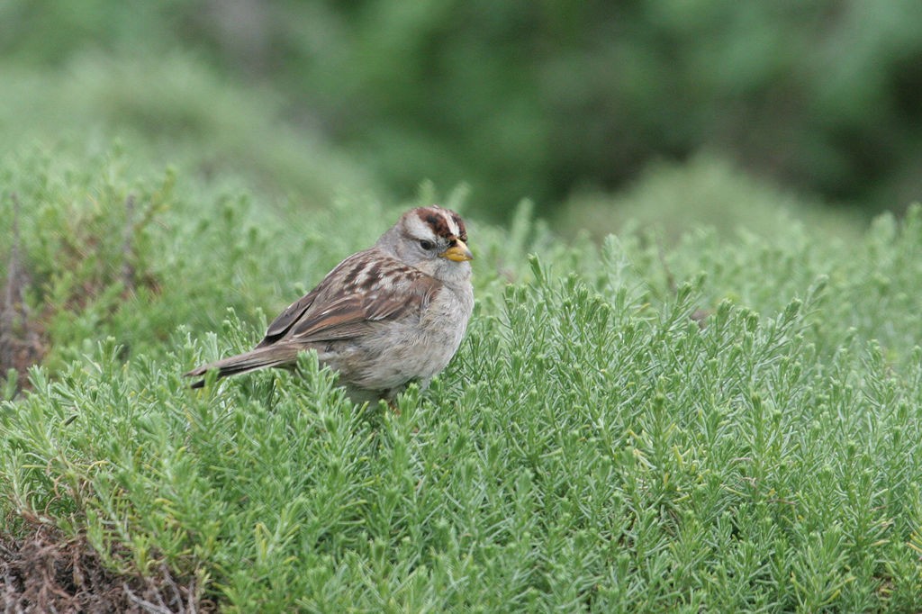 White-crowned Sparrow - William Hull
