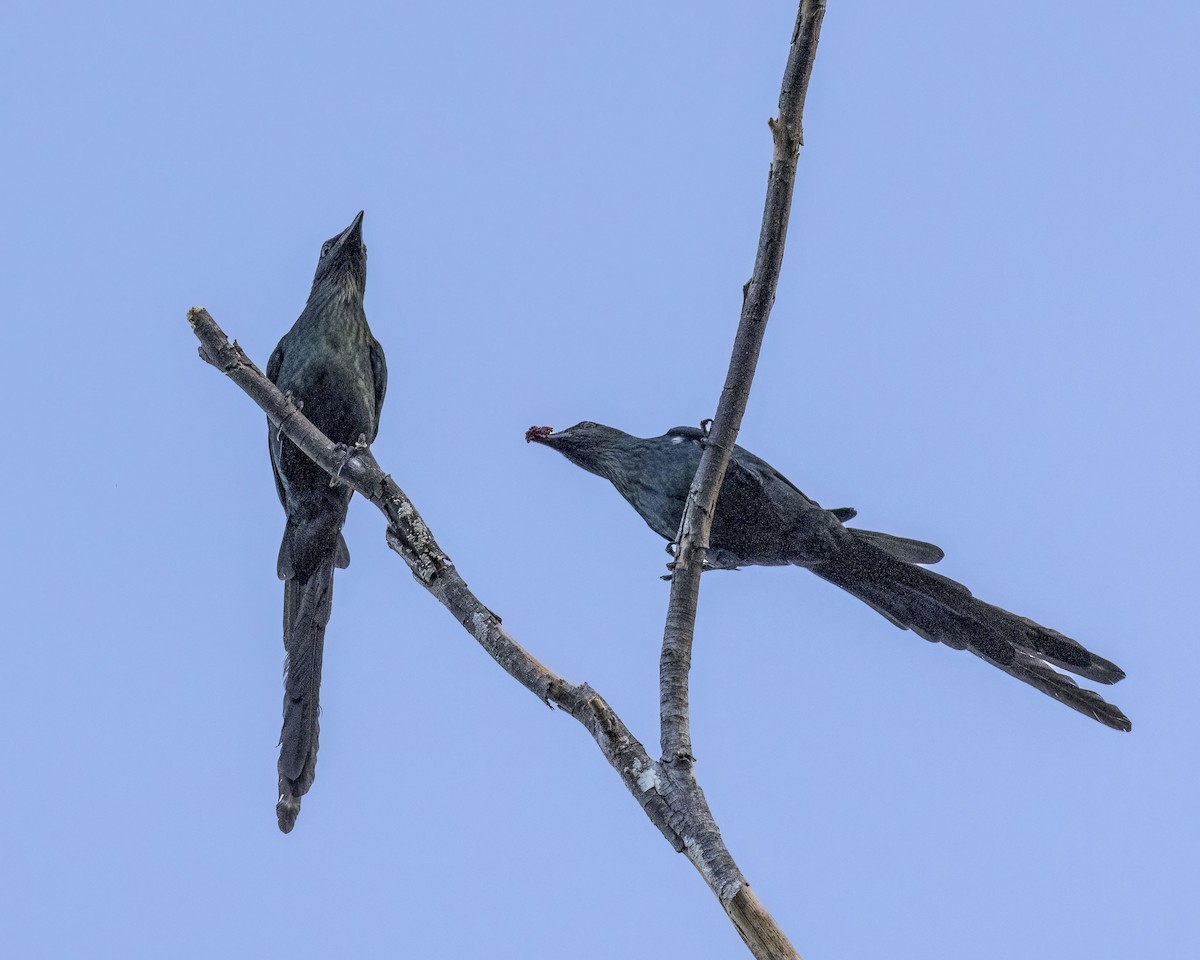 Long-tailed Starling - ML482318841