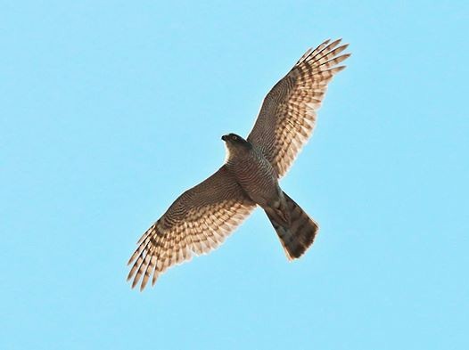 Eurasian Sparrowhawk - ML48232231