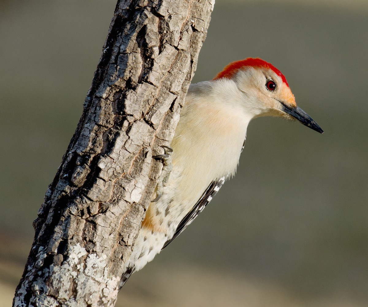 Red-bellied Woodpecker - Jack and Shirley Foreman