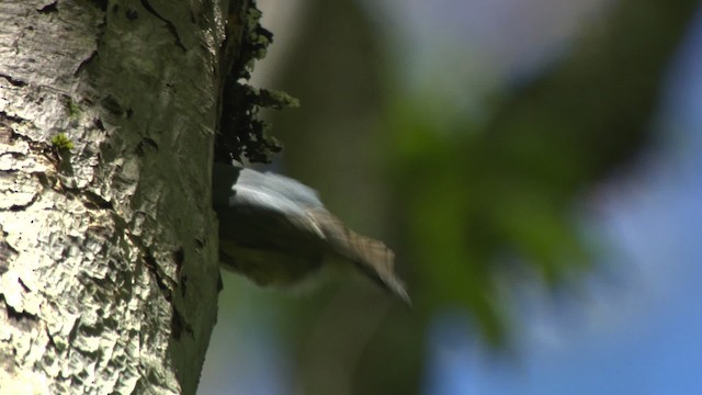 Red-breasted Nuthatch - ML482328