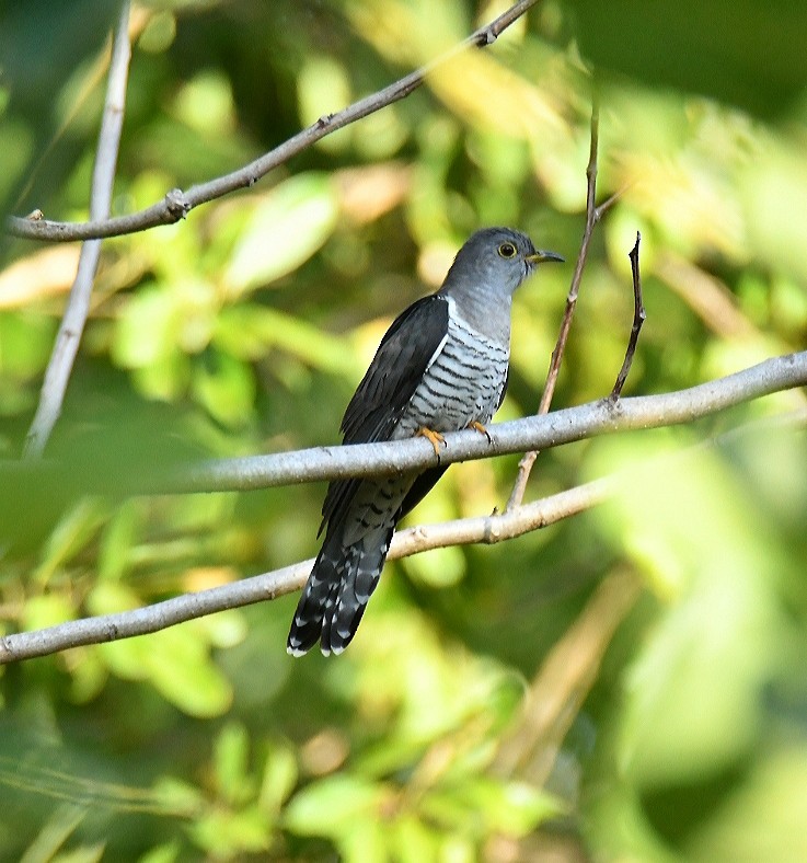 Madagascar Cuckoo - Claudio Danesi