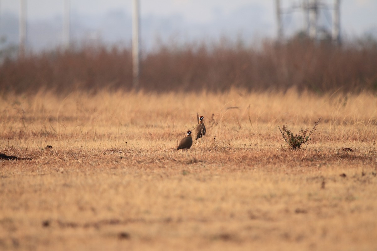 Indian Courser - ML482331771