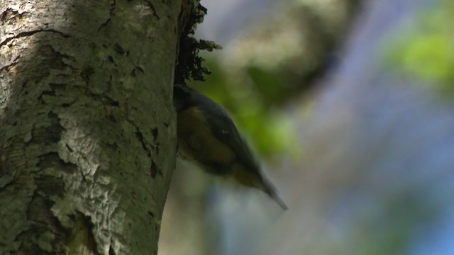 Red-breasted Nuthatch - ML482333