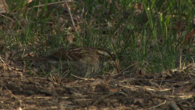 White-throated Sparrow - ML482341