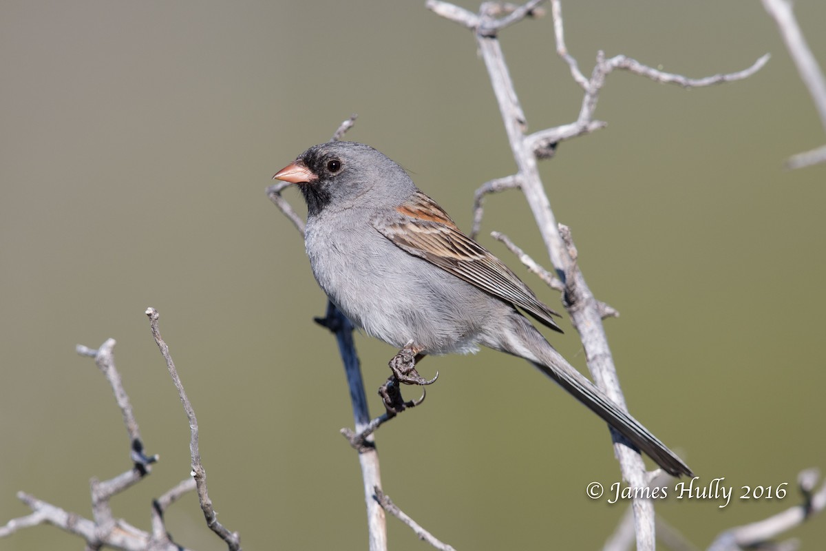 Black-chinned Sparrow - Jim Hully