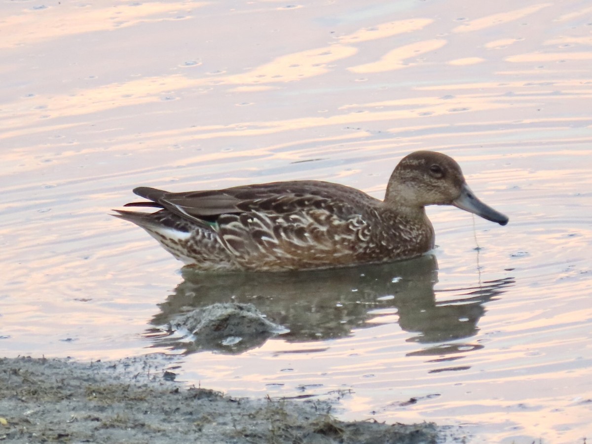 Green-winged Teal - ML482345411