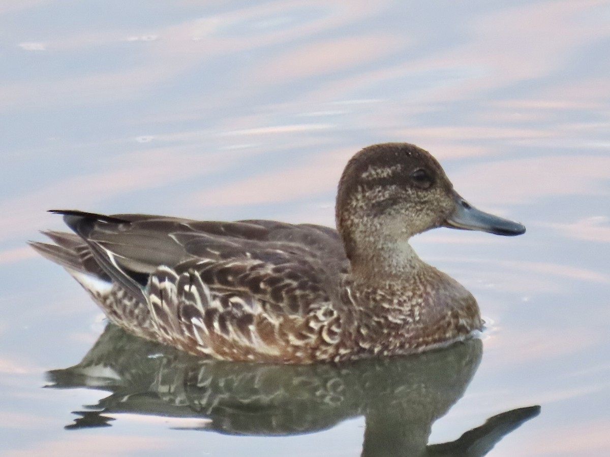 Green-winged Teal - ML482345421