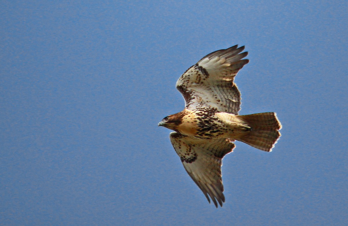 Red-tailed Hawk (borealis) - ML482349921