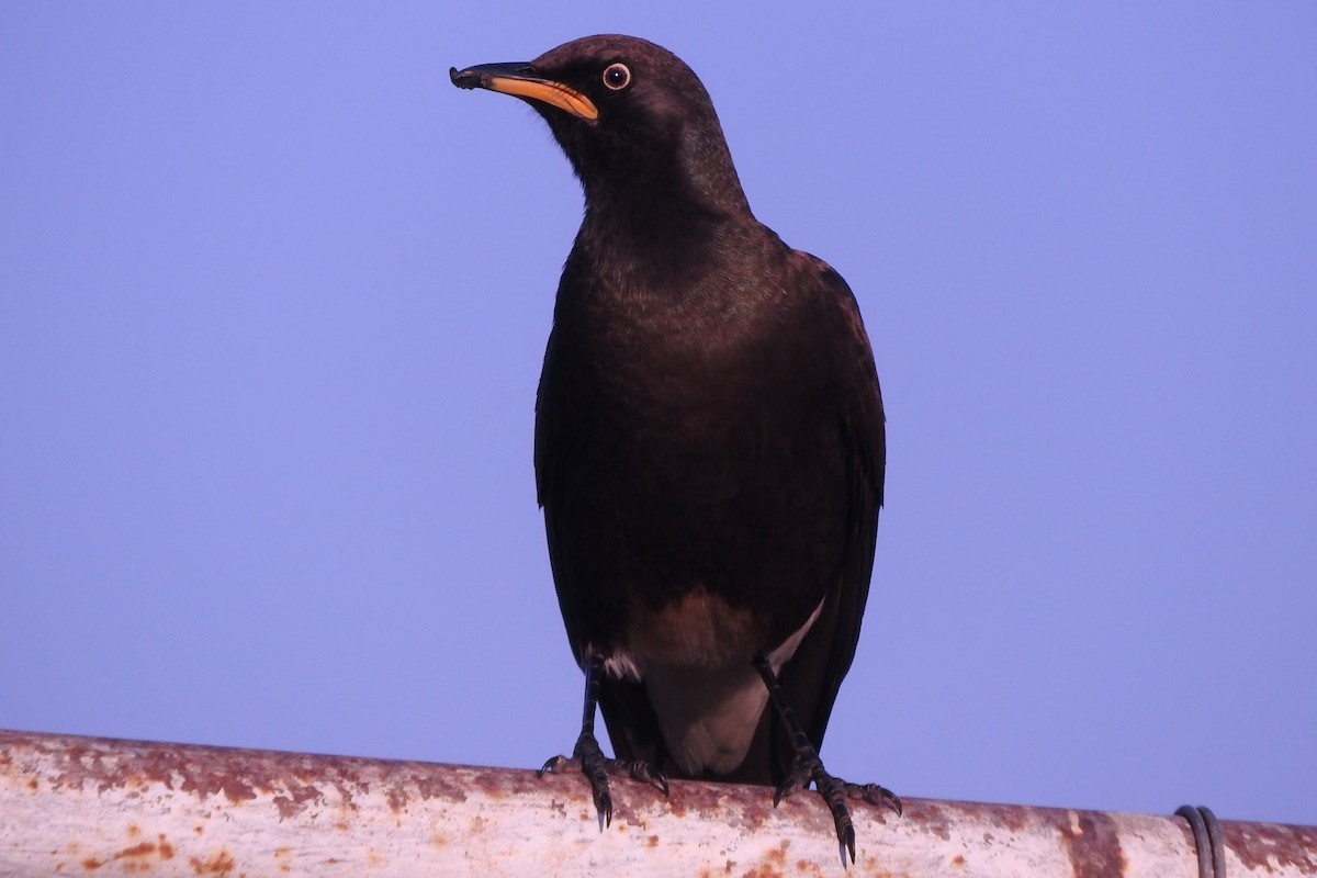 African Pied Starling - ML482358911