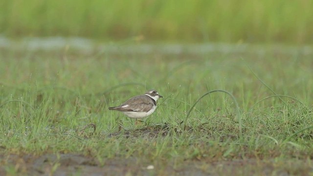 Semipalmated Plover - ML482359681