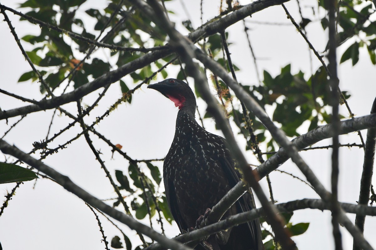 Crested Guan - ML482362071