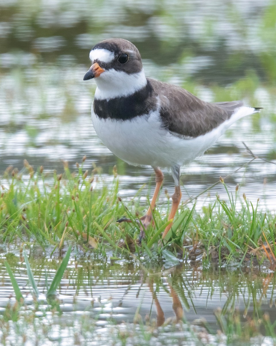 Semipalmated Plover - Kathy Hicks
