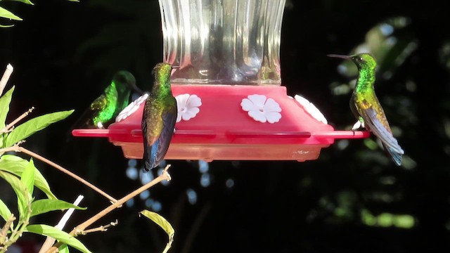 kolibřík měděnořitý - ML482369461