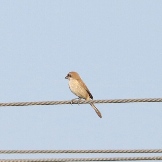 Brown Shrike - Elavarasan M