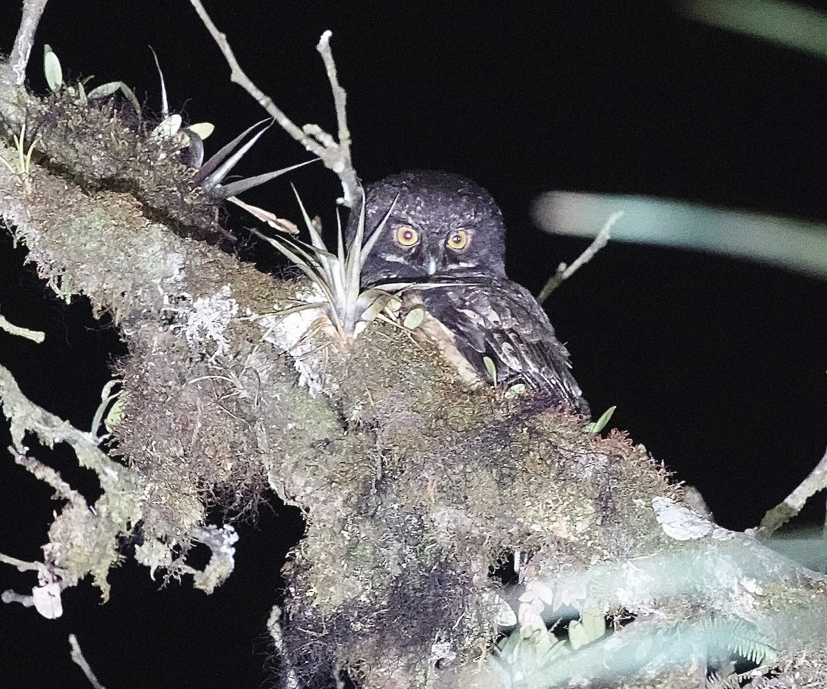 White-throated Screech-Owl - Howard Laidlaw