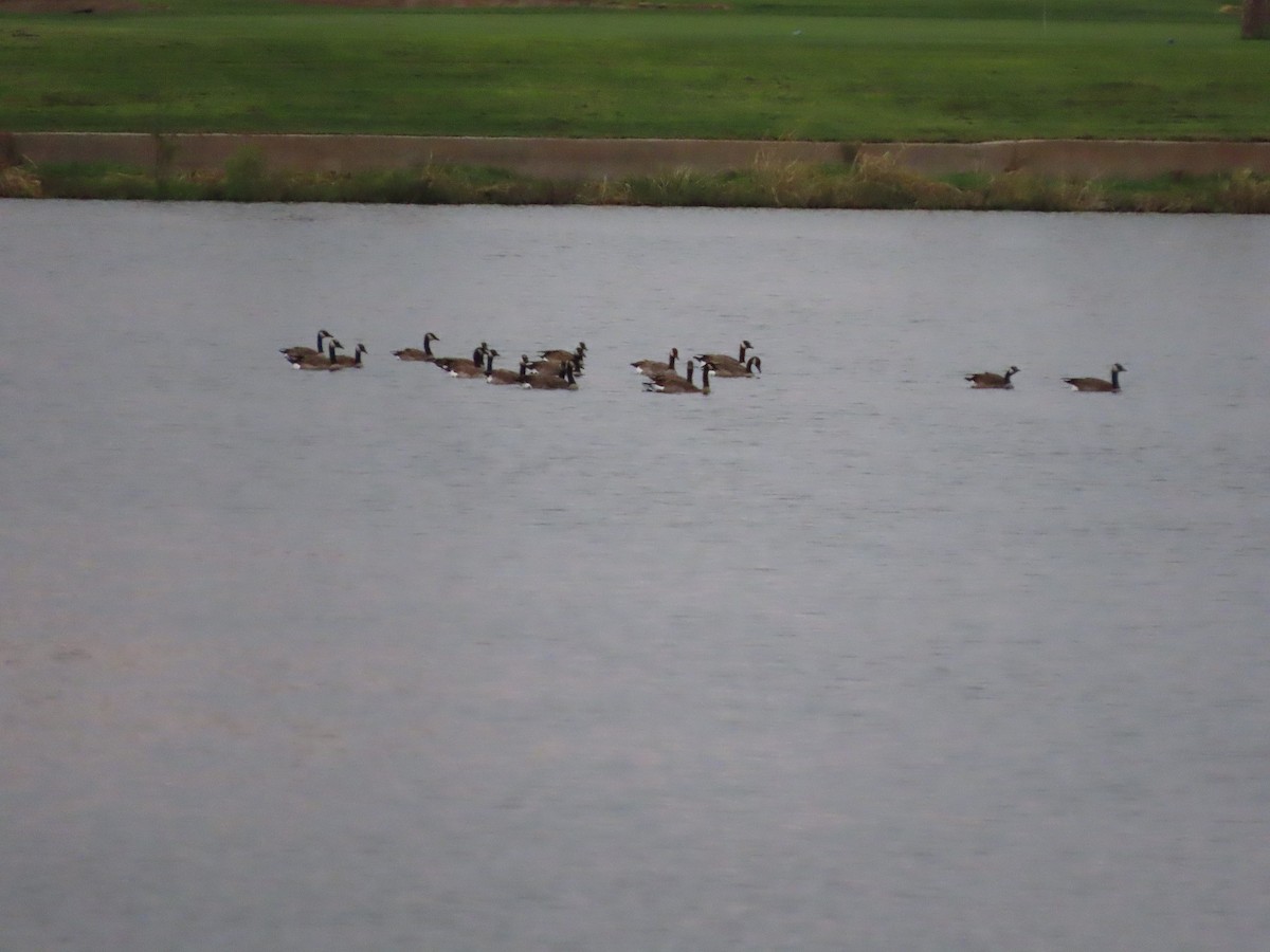 eBird Checklist 8 Sep 2022 McCormick RanchCamelback Lake (Chart