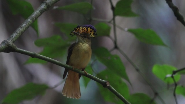 Tropical Royal Flycatcher (Northern) - ML482380