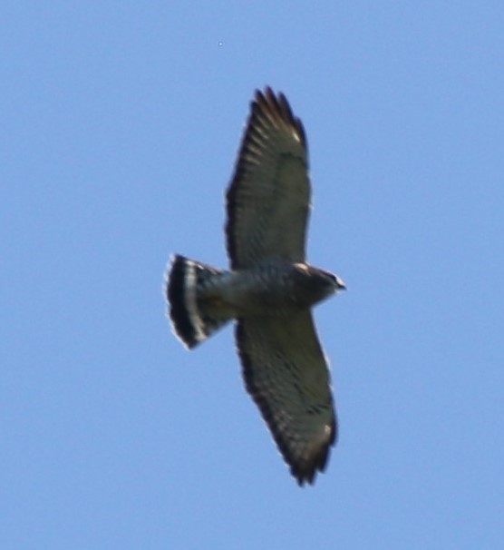 Broad-winged Hawk - ML482387531