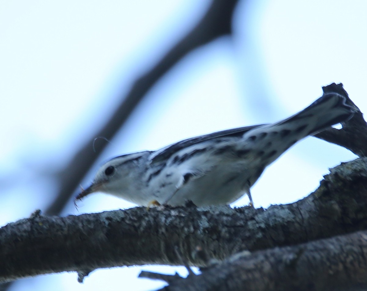 Black-and-white Warbler - ML482388681