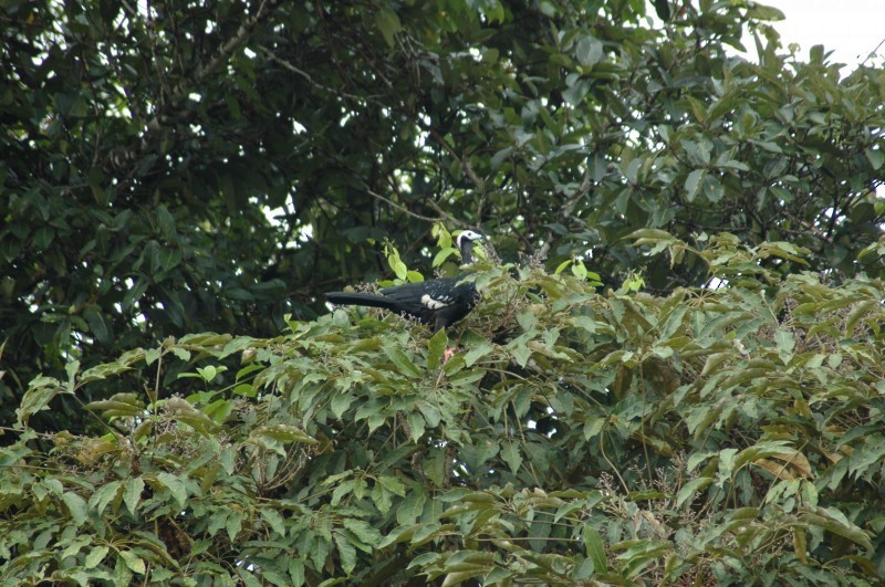 Blue-throated Piping-Guan - ML482390461
