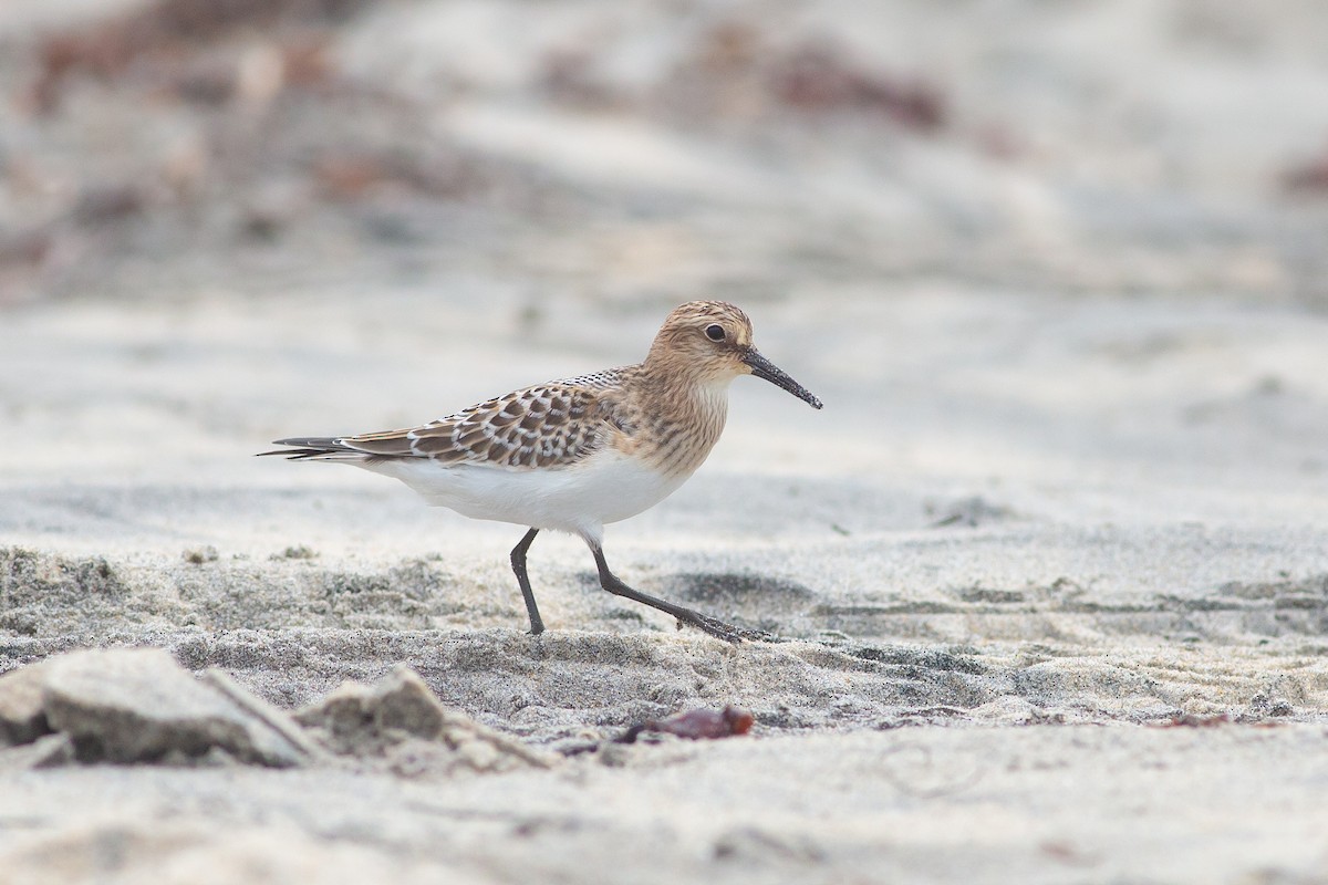 Baird's Sandpiper - Nathan French