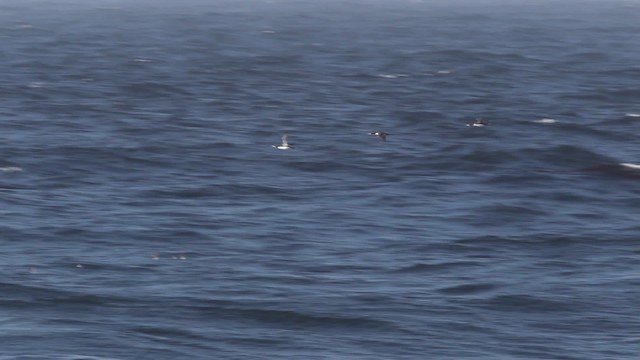 太平洋潛鳥 - ML482399