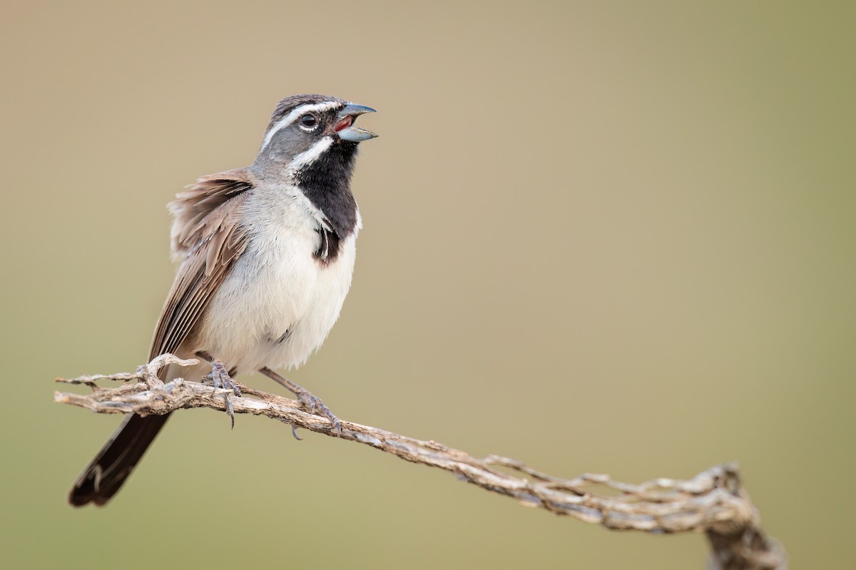 Black-throated Sparrow - ML482401631