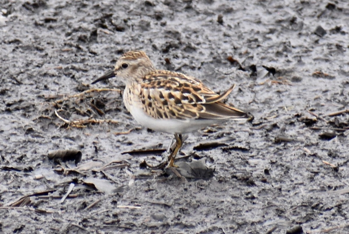 New Jersey eBird Checklist - 8 Sep 2022 - Whitesbog (Burlington County