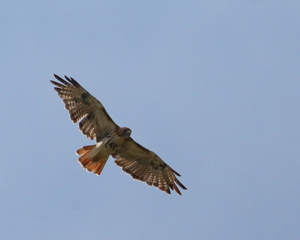 Red-tailed Hawk - ML482409371