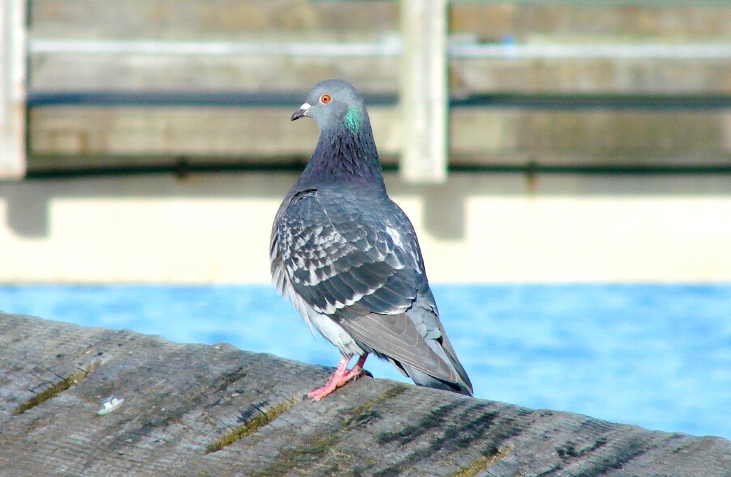 Rock Pigeon (Feral Pigeon) - ML48241031