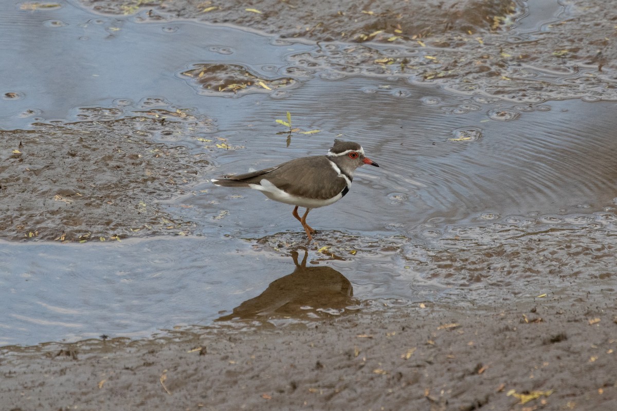 Three-banded Plover - ML482414251