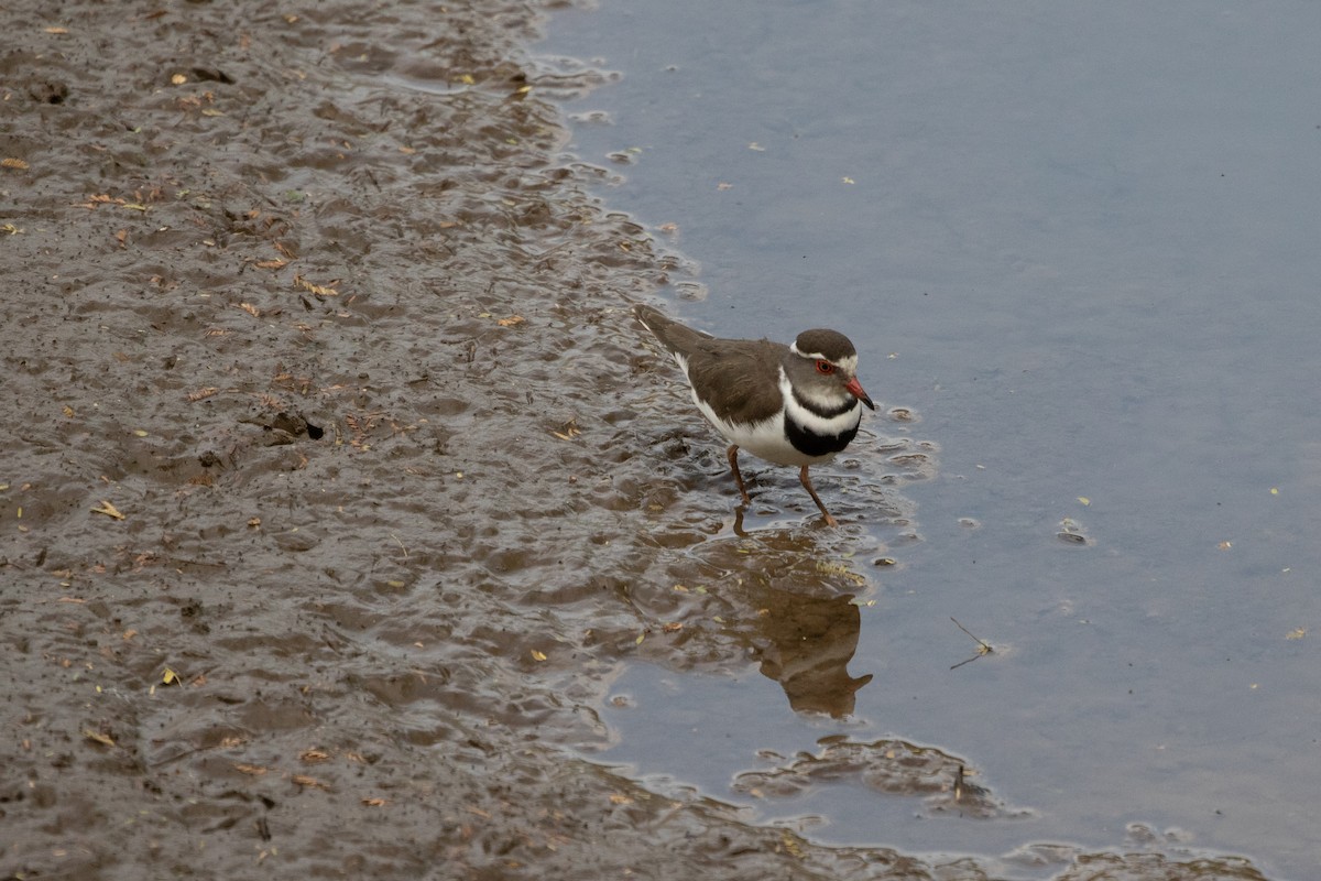 Three-banded Plover - ML482414271