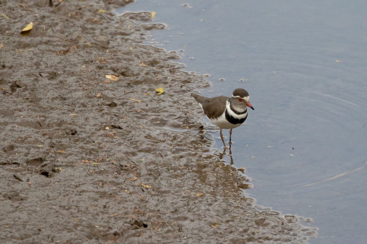 Three-banded Plover - ML482414291