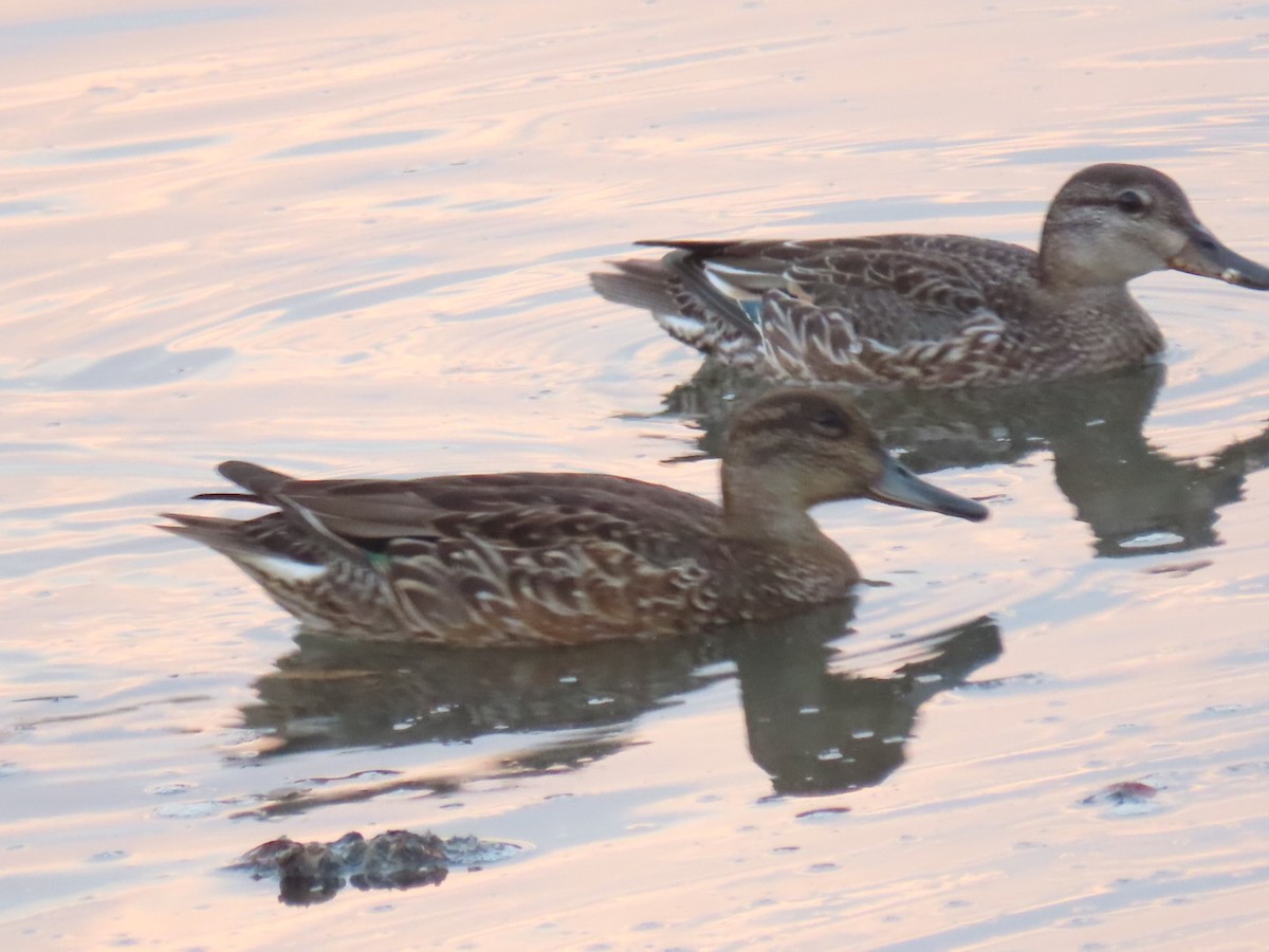 Green-winged Teal - ML482417921