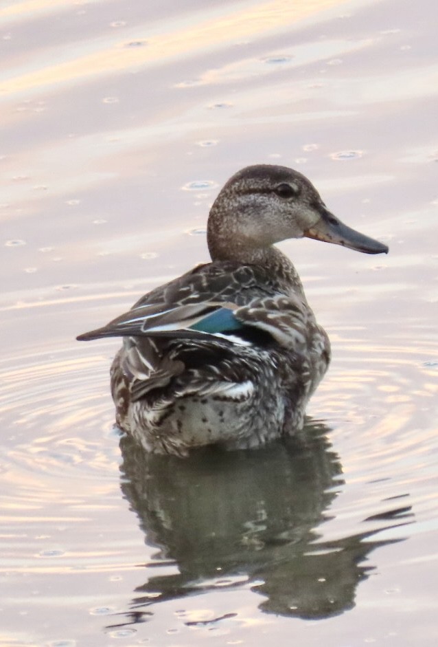 Green-winged Teal - ML482417941