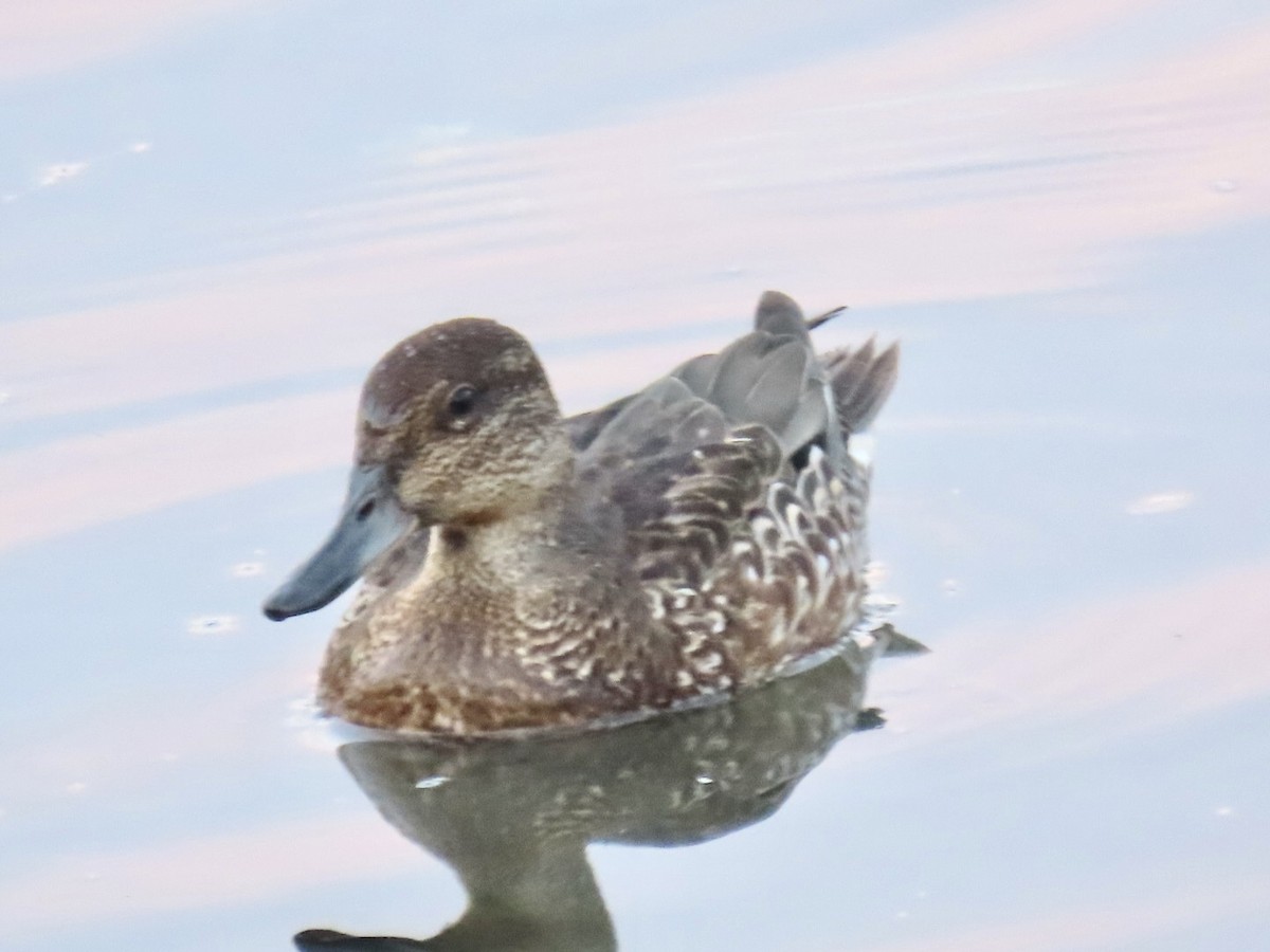 Green-winged Teal - ML482417951